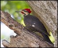 _3SB8516 pileated woodpecker